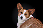 Welsh Corgi Cardigan Portrait