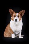 siting Welsh Corgi Cardigan