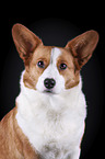 Welsh Corgi Cardigan Portrait