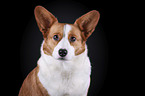 Welsh Corgi Cardigan Portrait