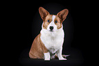 siting Welsh Corgi Cardigan