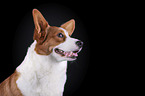 Welsh Corgi Cardigan Portrait