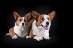 two Welsh Corgi Cardigans