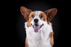 Welsh Corgi Cardigan Portrait