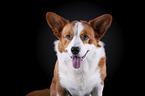 Welsh Corgi Cardigan Portrait