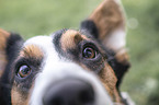 Welsh Corgi Cardigan