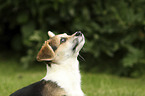 Welsh Corgi Cardigan Puppy portrait