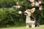 sitting Welsh Corgi Cardigan Puppy