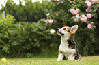 sitting Welsh Corgi Cardigan Puppy