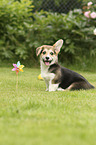 sitting Welsh Corgi Cardigan Puppy