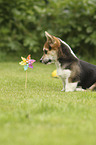 sitting Welsh Corgi Cardigan Puppy