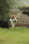 standing Welsh Corgi Cardigan Puppy