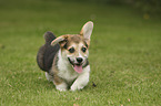running Welsh Corgi Cardigan Puppy