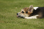 lying Welsh Corgi Cardigan Puppy