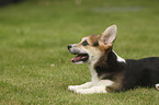 lying Welsh Corgi Cardigan Puppy