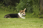 lying Welsh Corgi Cardigan Puppy