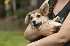 woman with Welsh Corgi Cardigan Puppy