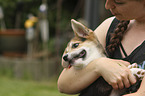 woman with Welsh Corgi Cardigan Puppy