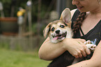 woman with Welsh Corgi Cardigan Puppy