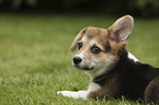 lying Welsh Corgi Cardigan Puppy