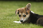 lying Welsh Corgi Cardigan Puppy