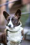 Welsh Corgi Cardigan Portrait