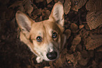 sitting Welsh Corgi Cardigan