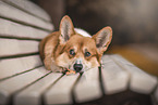 lying Welsh Corgi Cardigan