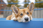 lying Welsh Corgi Cardigan