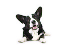 male Welsh Corgi Cardigan