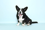 male Welsh Corgi Cardigan