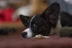 Welsh Corgi Cardigan