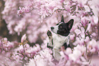 Welsh Corgi Cardigan