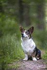 Welsh Corgi Cardigan