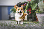 Welsh Corgi Cardigan