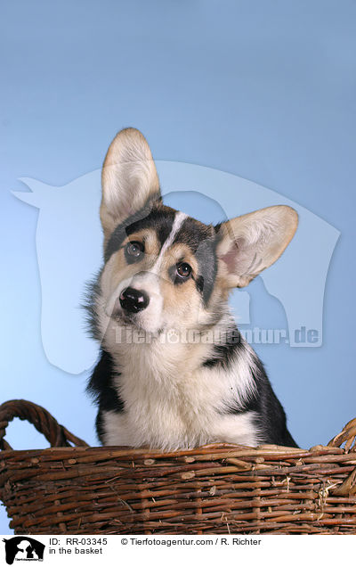 Welsh Corgi Pembroke im Krbchen / in the basket / RR-03345