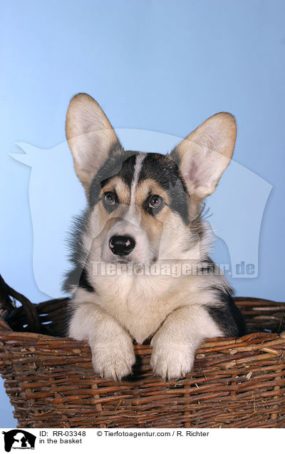 Welsh Corgi Pembroke im Krbchen / in the basket / RR-03348