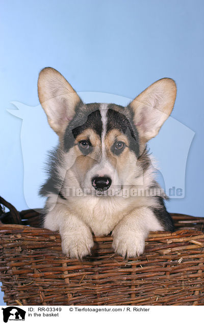 Welsh Corgi Pembroke im Krbchen / in the basket / RR-03349