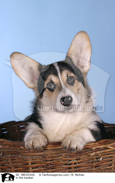 Welsh Corgi Pembroke im Krbchen / in the basket / RR-03352