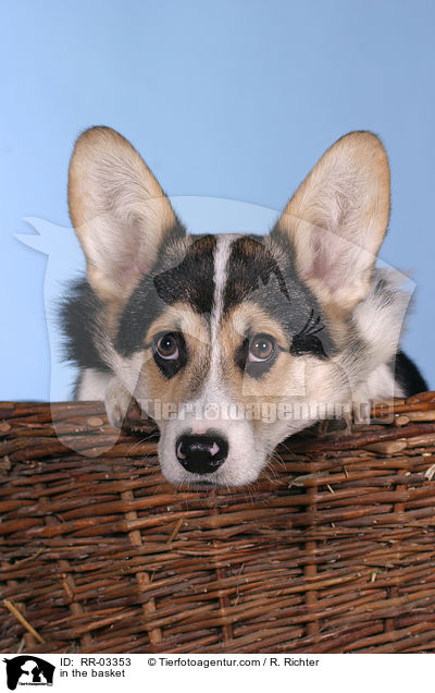 Welsh Corgi Pembroke im Krbchen / in the basket / RR-03353