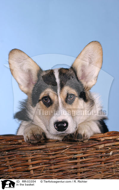 Welsh Corgi Pembroke im Krbchen / in the basket / RR-03354