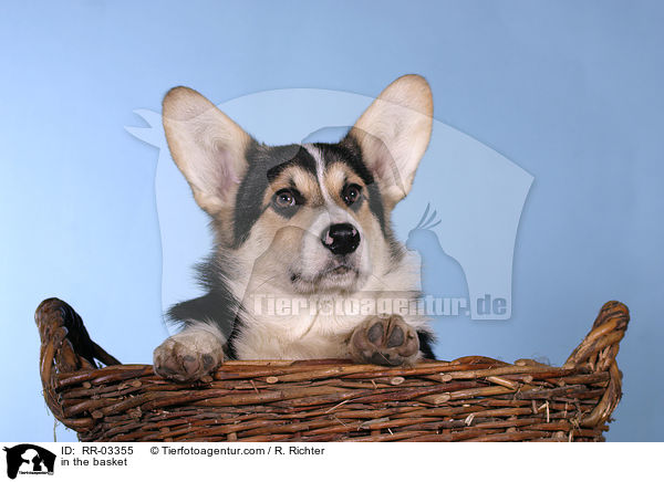 Welsh Corgi Pembroke im Krbchen / in the basket / RR-03355