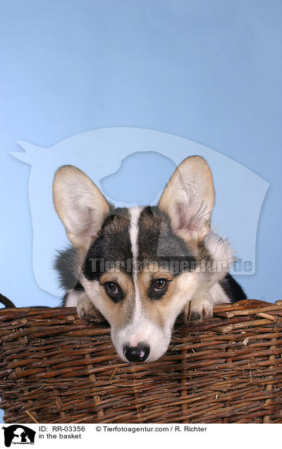 Welsh Corgi Pembroke im Krbchen / in the basket / RR-03356