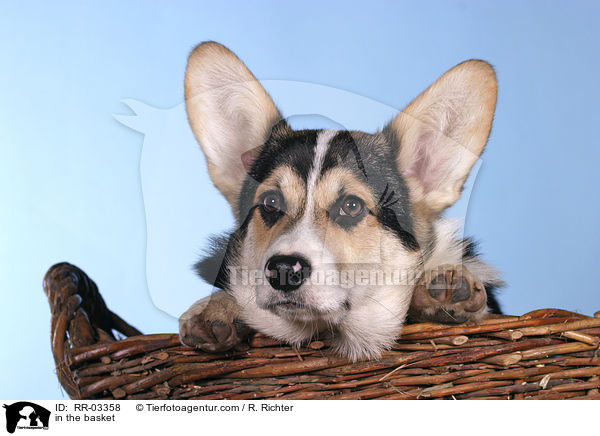 Welsh Corgi Pembroke im Krbchen / in the basket / RR-03358