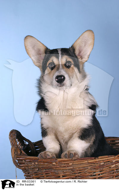 Welsh Corgi Pembroke im Krbchen / in the basket / RR-03361