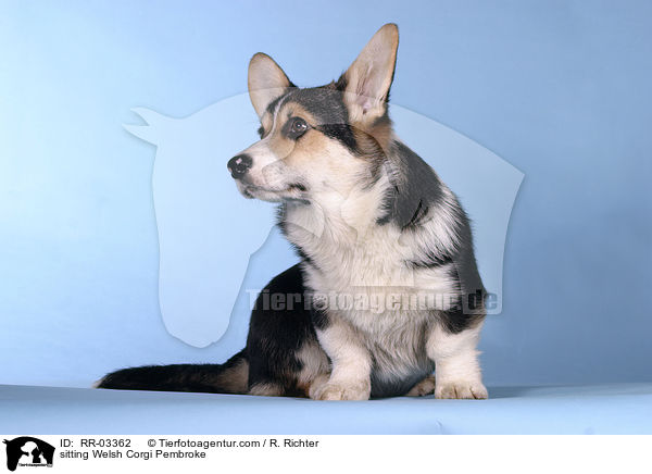 Sitzender / sitting Welsh Corgi Pembroke / RR-03362