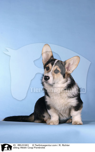 Sitzender / sitting Welsh Corgi Pembroke / RR-03363