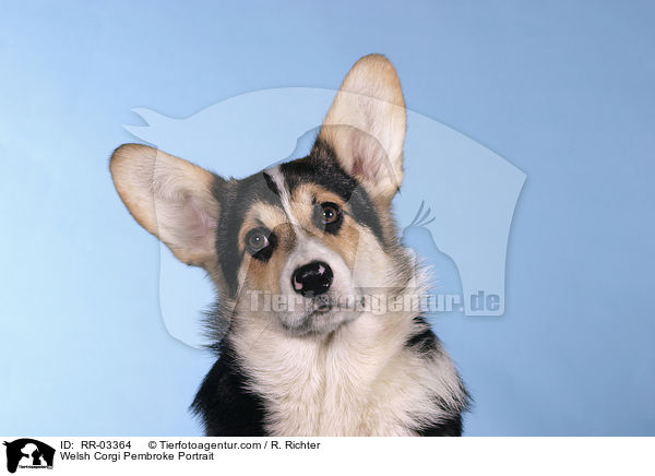 Welsh Corgi Pembroke Portrait / Welsh Corgi Pembroke Portrait / RR-03364