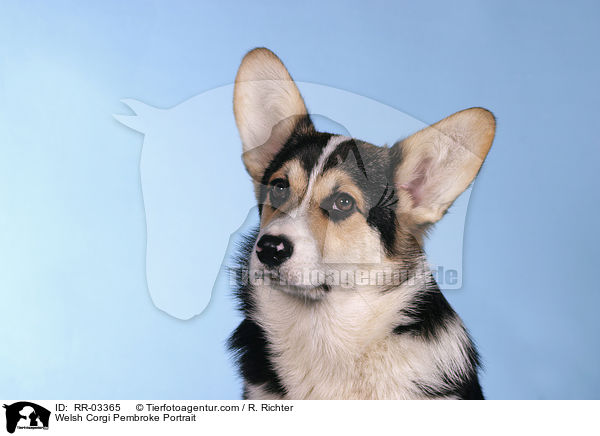 Welsh Corgi Pembroke Portrait / Welsh Corgi Pembroke Portrait / RR-03365