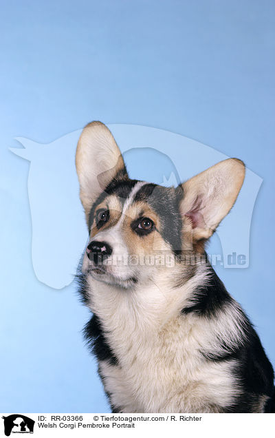 Welsh Corgi Pembroke Portrait / Welsh Corgi Pembroke Portrait / RR-03366